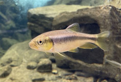 肉食魚種類|肉食魚の日本淡水魚の飼育法とおすすめの種類まとめ